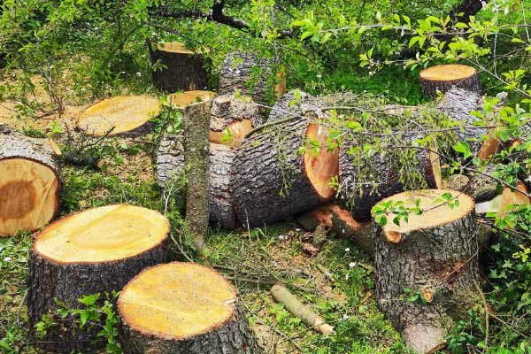 souche-arbre abattage
