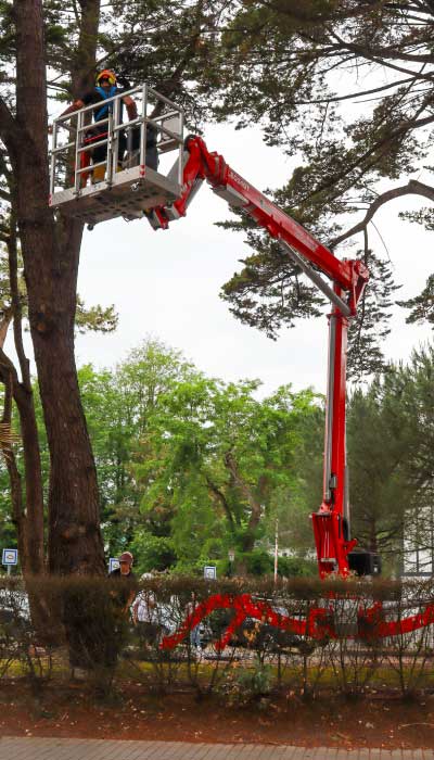 abattage-grand-arbre-la-baule Trimaud paysagiste réalise l'abattage des arbres en toute sécurité à la Baule Escounlac