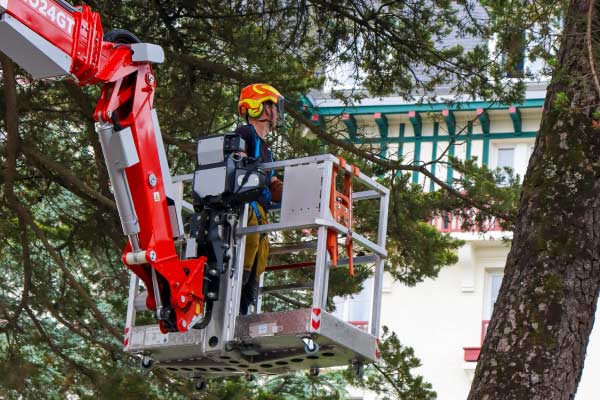 elagage-arbres-nacelle Utilisation de nacelle pour un élagage professionnel chez Trimaud Paysagiste