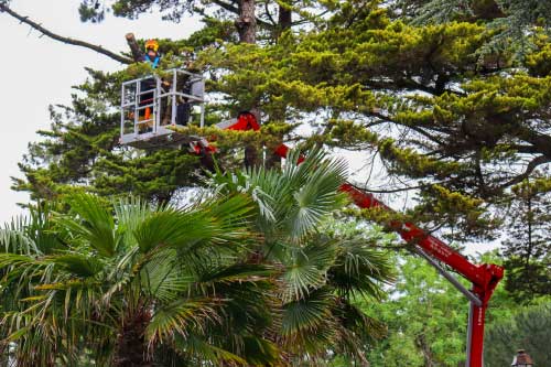 elagage-grand-sujet-saint-nazaire Faites élaguer vos grands arbres par Trimaud Paysagiste