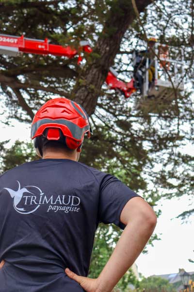 elagueur-specialiste-arbre-trimaud Faites intervenir les élagueurs spécialisés Trimaud Paysagiste à Guérande